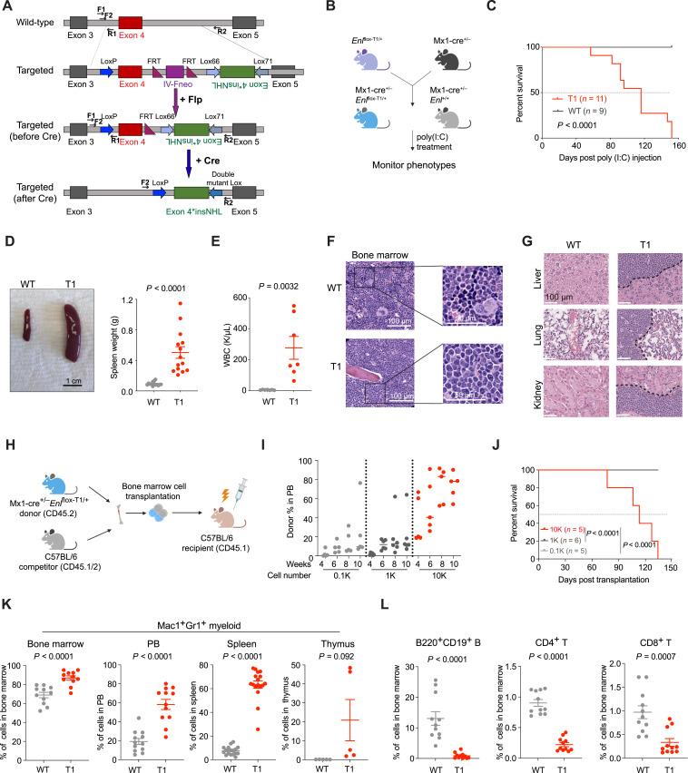 https://cdn.ncbi.nlm.nih.gov/pmc/blobs/b778/11294821/b818099359fc/cd-23-0876fig1.jpg