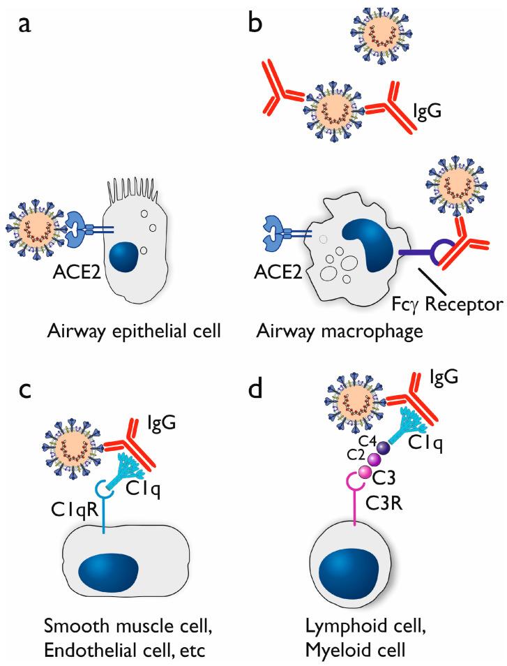https://cdn.ncbi.nlm.nih.gov/pmc/blobs/b77a/10975256/db301718ffe9/microorganisms-12-00617-g005.jpg