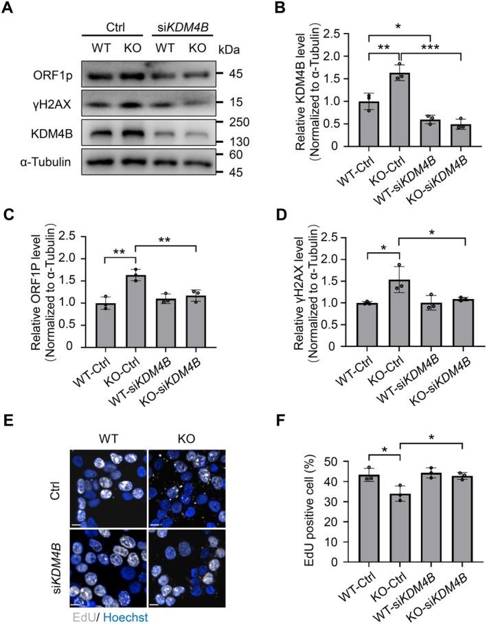 https://cdn.ncbi.nlm.nih.gov/pmc/blobs/b77c/12181813/110525e2d2af/FSB2-39-e70720-g006.jpg
