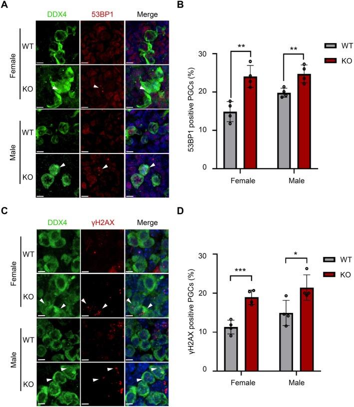 https://cdn.ncbi.nlm.nih.gov/pmc/blobs/b77c/12181813/58290df182b5/FSB2-39-e70720-g004.jpg