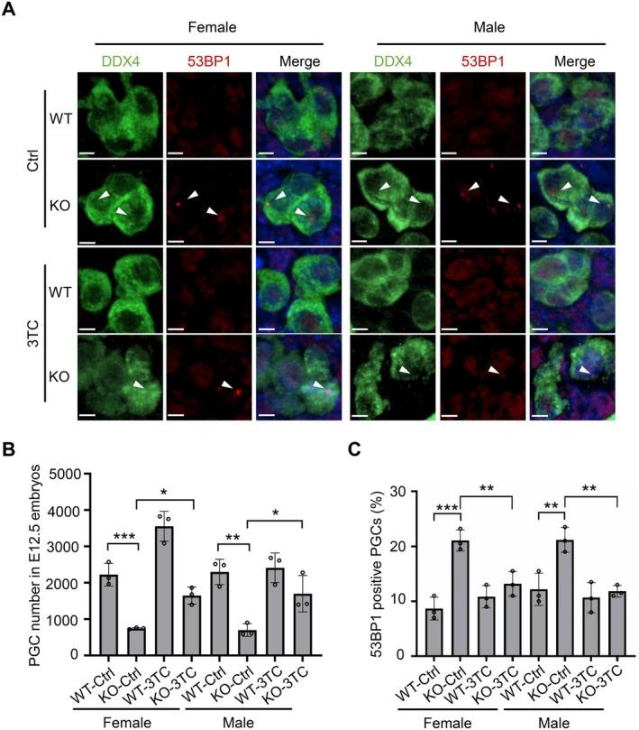 https://cdn.ncbi.nlm.nih.gov/pmc/blobs/b77c/12181813/f98ddfb5c0bc/FSB2-39-e70720-g001.jpg