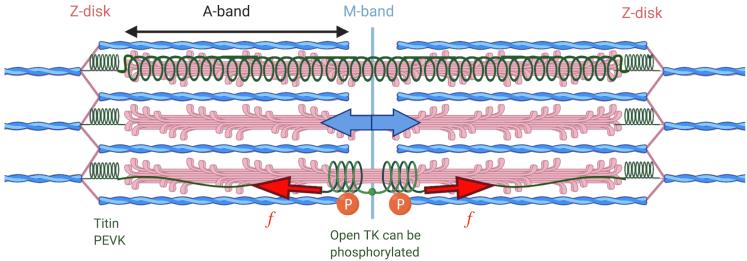https://cdn.ncbi.nlm.nih.gov/pmc/blobs/b77c/8456289/c54912421bbc/gr2.jpg