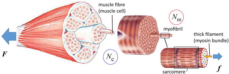 https://cdn.ncbi.nlm.nih.gov/pmc/blobs/b77c/8456289/e179559a81d3/gr1.jpg