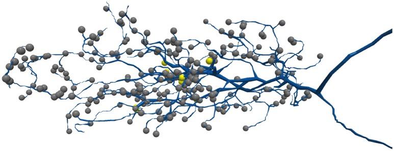 https://cdn.ncbi.nlm.nih.gov/pmc/blobs/b77e/6243088/45bd99ad450b/fncir-12-00102-g0002.jpg