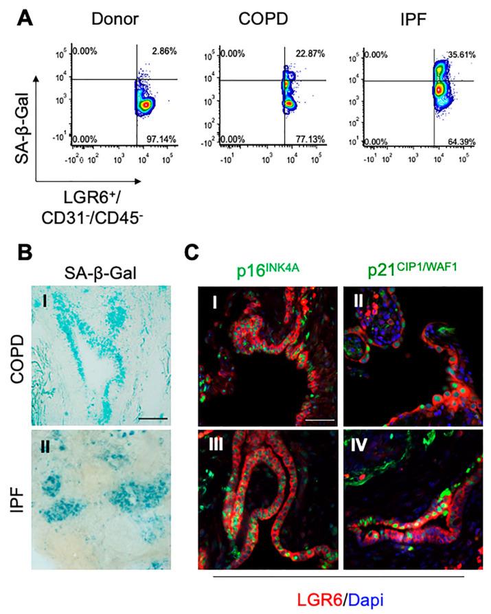 https://cdn.ncbi.nlm.nih.gov/pmc/blobs/b780/8700573/9c393e84a6b9/cells-10-03437-g003.jpg