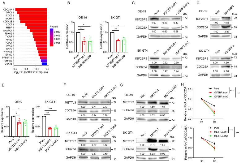 https://cdn.ncbi.nlm.nih.gov/pmc/blobs/b783/11379066/778cdabf1b21/ijbsv20p4209g004.jpg