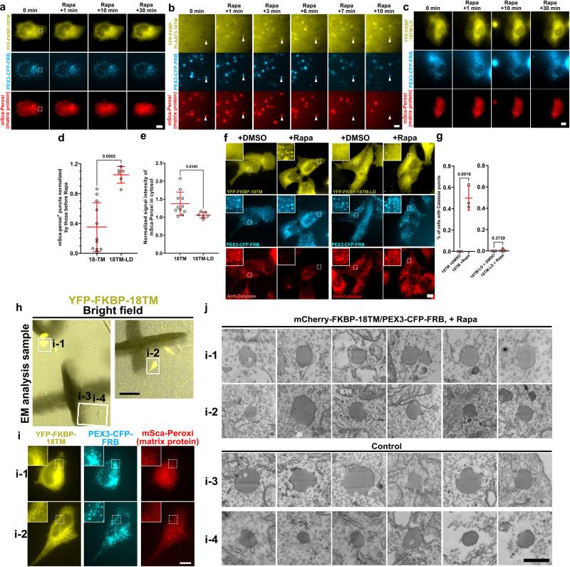 https://cdn.ncbi.nlm.nih.gov/pmc/blobs/b785/9338259/d705e370acd9/41467_2022_31946_Fig6_HTML.jpg