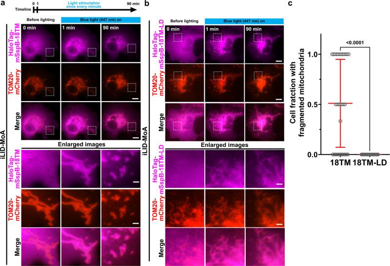 https://cdn.ncbi.nlm.nih.gov/pmc/blobs/b785/9338259/eba7f012d070/41467_2022_31946_Fig5_HTML.jpg
