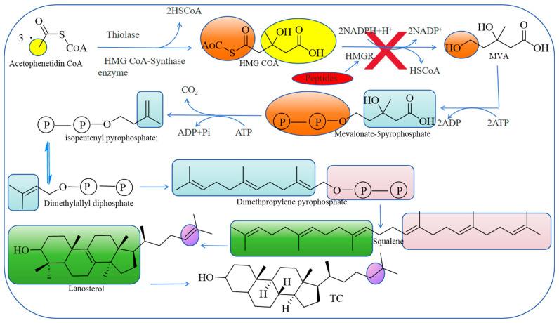 https://cdn.ncbi.nlm.nih.gov/pmc/blobs/b786/11990363/ff65d0268f12/nutrients-17-01181-g001.jpg