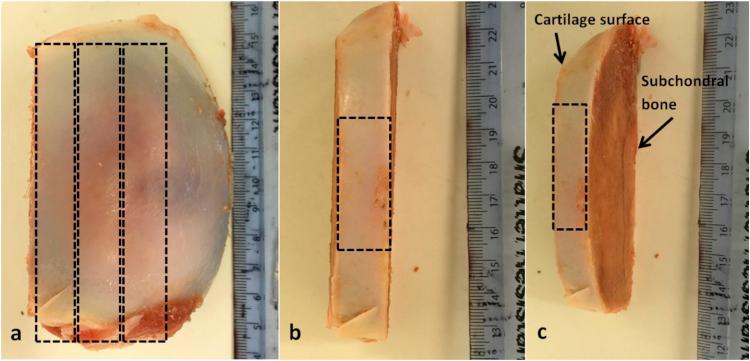 https://cdn.ncbi.nlm.nih.gov/pmc/blobs/b788/5711256/7ce95a6997f3/gr2.jpg