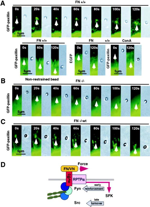 https://cdn.ncbi.nlm.nih.gov/pmc/blobs/b78b/2172891/3cd1061273b7/200211061f7.jpg