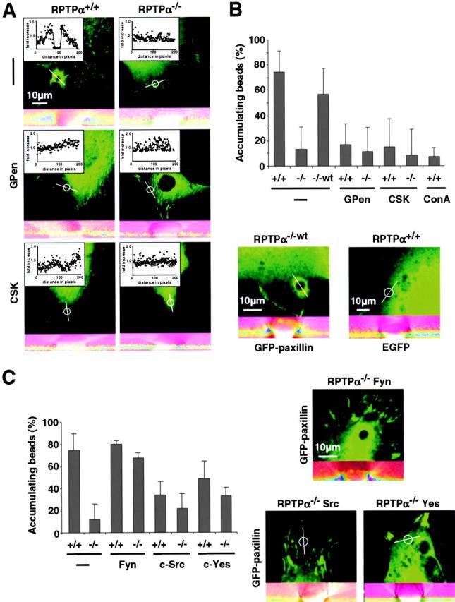 https://cdn.ncbi.nlm.nih.gov/pmc/blobs/b78b/2172891/47cd10da14c7/200211061f6.jpg