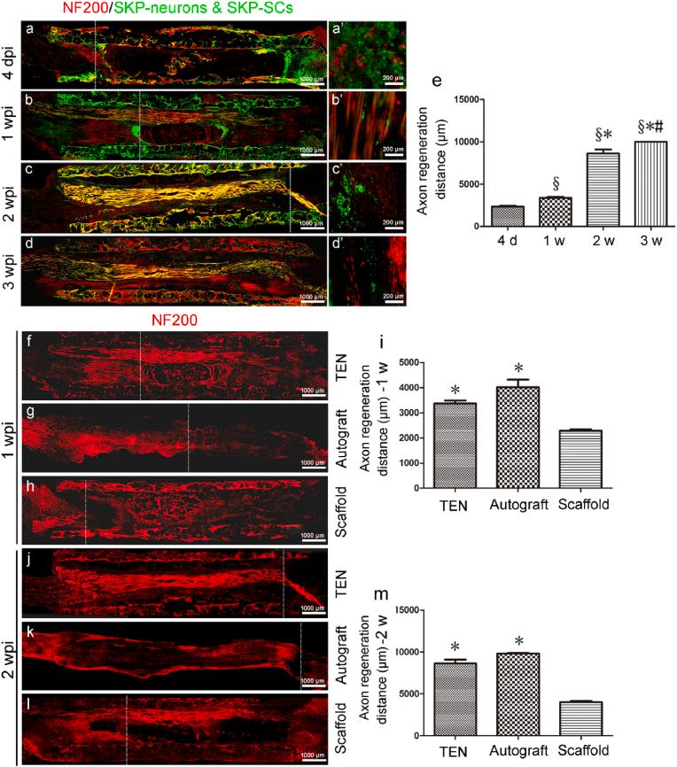 https://cdn.ncbi.nlm.nih.gov/pmc/blobs/b78c/11364897/383cbf48baf1/gr4.jpg