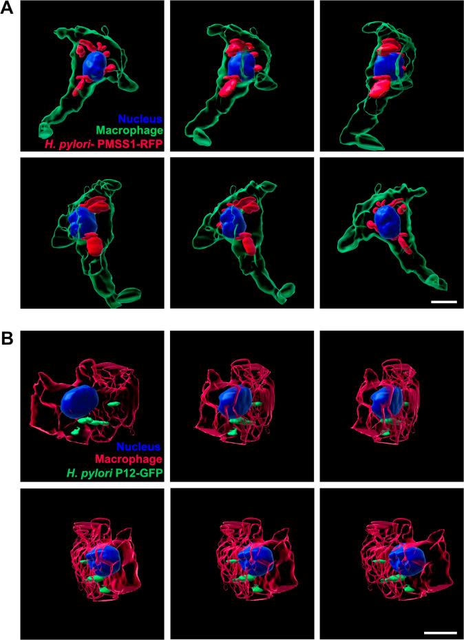 https://cdn.ncbi.nlm.nih.gov/pmc/blobs/b78e/11478878/27b597973378/ppat.1012580.g008.jpg