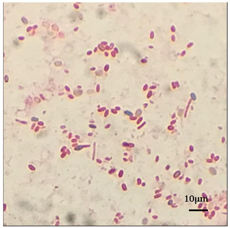 https://cdn.ncbi.nlm.nih.gov/pmc/blobs/b78e/5535823/21160752a210/ijms-18-01253-g001.jpg