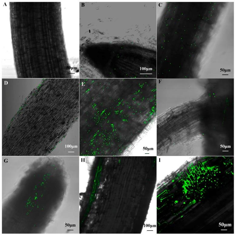 https://cdn.ncbi.nlm.nih.gov/pmc/blobs/b78e/5535823/c7e4175d3602/ijms-18-01253-g004.jpg