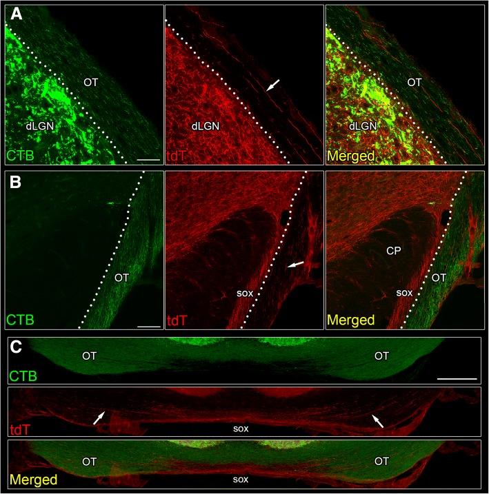 https://cdn.ncbi.nlm.nih.gov/pmc/blobs/b78e/6291928/9bfea443f5e6/13064_2018_124_Fig2_HTML.jpg