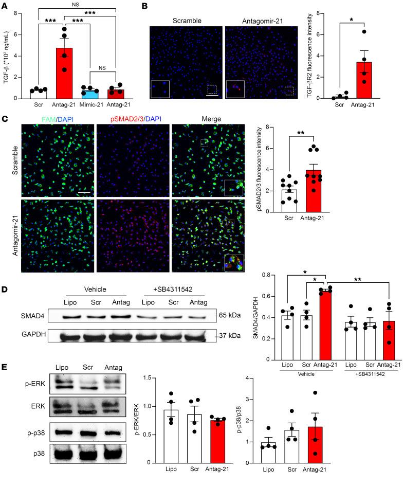 https://cdn.ncbi.nlm.nih.gov/pmc/blobs/b78f/10232007/d571f2d13350/jci-133-164472-g225.jpg