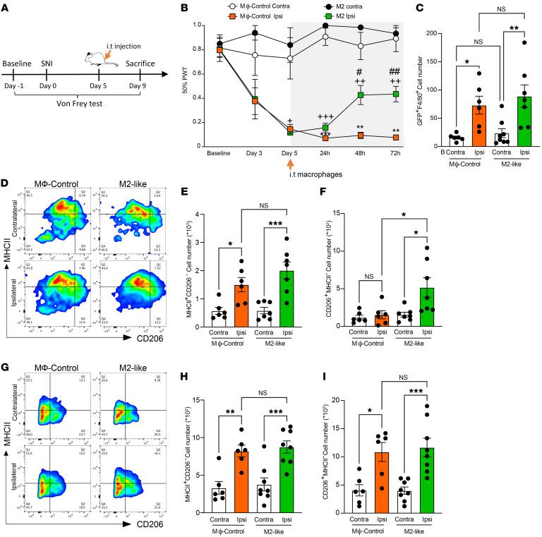 https://cdn.ncbi.nlm.nih.gov/pmc/blobs/b78f/10232007/fa076fb42d3d/jci-133-164472-g229.jpg