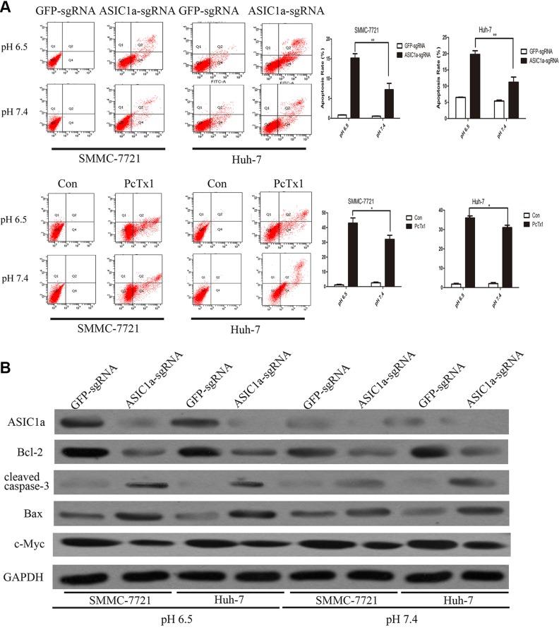 https://cdn.ncbi.nlm.nih.gov/pmc/blobs/b791/5432231/18b12eb653b9/oncotarget-08-25977-g003.jpg