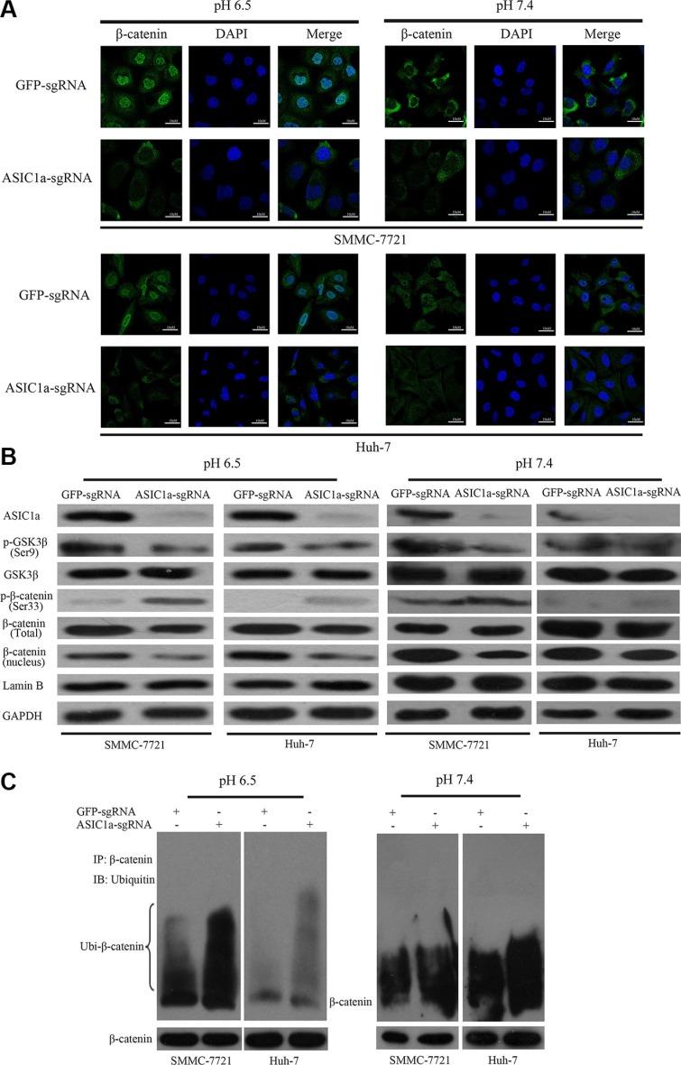 https://cdn.ncbi.nlm.nih.gov/pmc/blobs/b791/5432231/a9184fd154ed/oncotarget-08-25977-g005.jpg