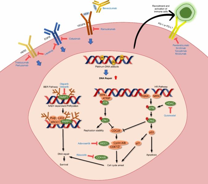 https://cdn.ncbi.nlm.nih.gov/pmc/blobs/b794/12167724/7b0d635e81c8/12032_2025_2812_Fig3_HTML.jpg