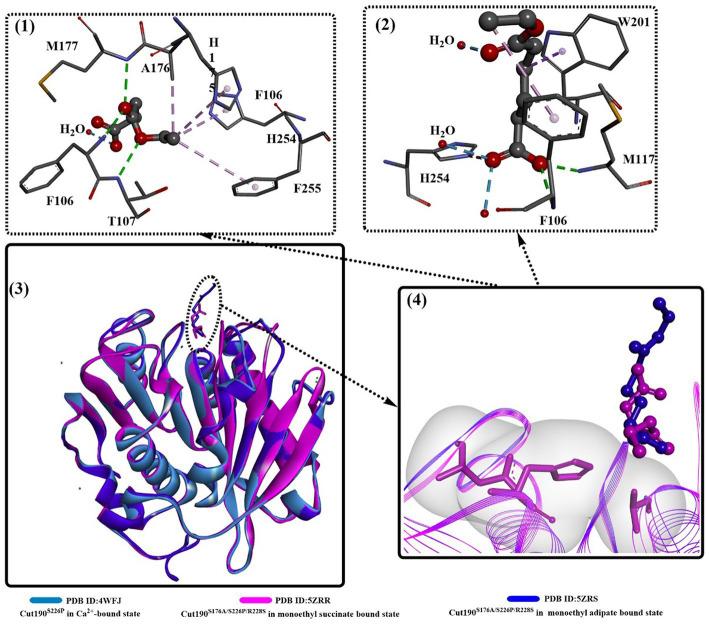https://cdn.ncbi.nlm.nih.gov/pmc/blobs/b796/10577388/0b53c03be23c/fmicb-14-1265139-g003.jpg