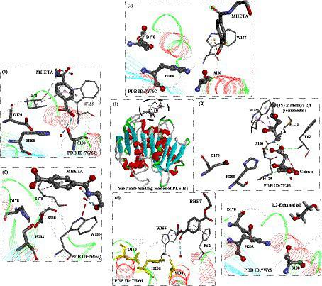 https://cdn.ncbi.nlm.nih.gov/pmc/blobs/b796/10577388/9cd037d0f177/fmicb-14-1265139-g015.jpg