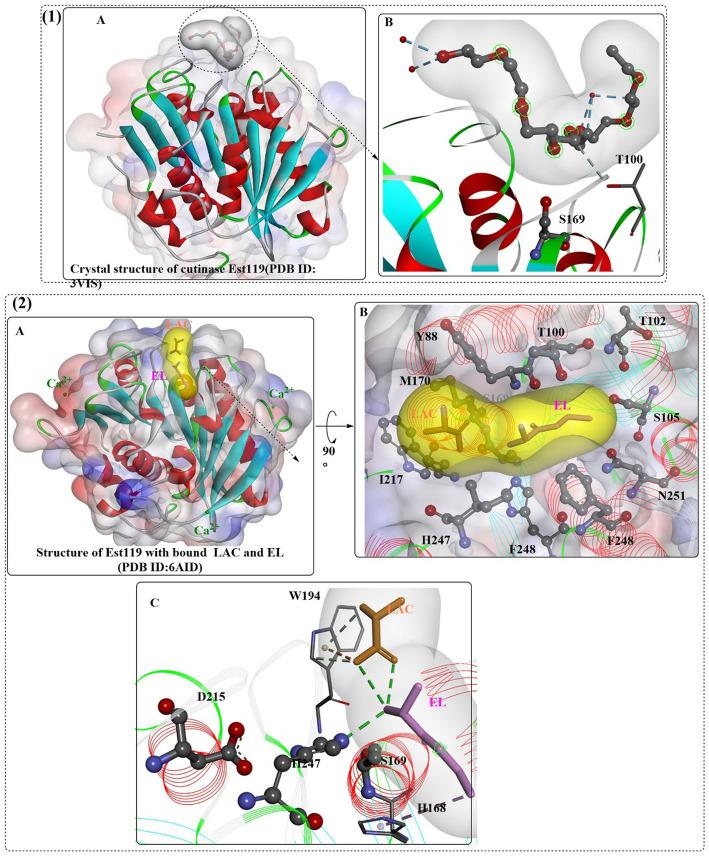 https://cdn.ncbi.nlm.nih.gov/pmc/blobs/b796/10577388/a93817c0248b/fmicb-14-1265139-g010.jpg