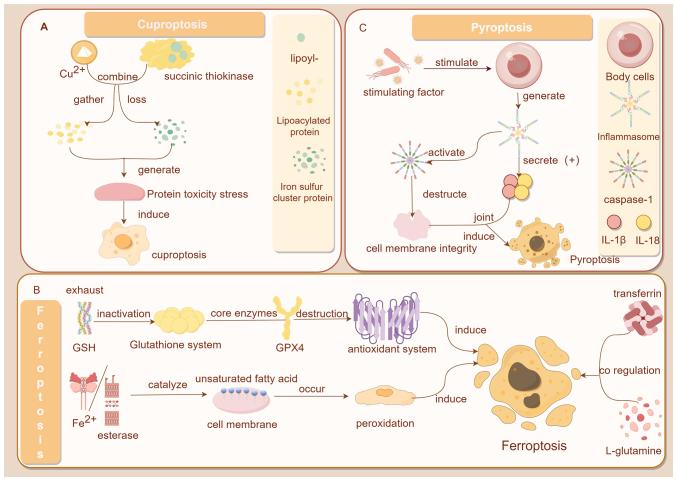 https://cdn.ncbi.nlm.nih.gov/pmc/blobs/b797/11000534/413eb859f08e/ijo-64-05-05634-g02.jpg