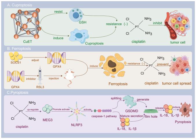 https://cdn.ncbi.nlm.nih.gov/pmc/blobs/b797/11000534/9cecb4903f93/ijo-64-05-05634-g01.jpg