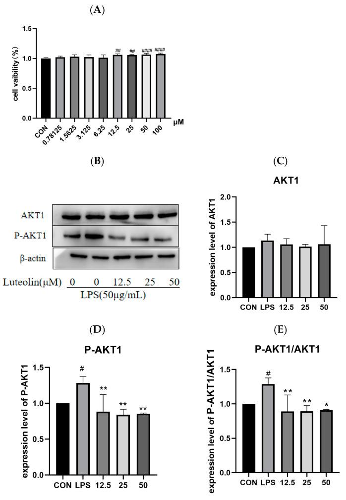 https://cdn.ncbi.nlm.nih.gov/pmc/blobs/b79c/12026851/87c70ebba038/ijms-26-03564-g011.jpg