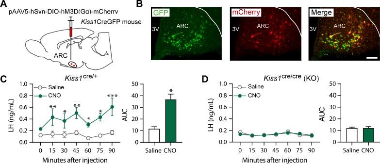 https://cdn.ncbi.nlm.nih.gov/pmc/blobs/b79c/6300354/eb8fd1dde2f5/elife-40476-fig2.jpg