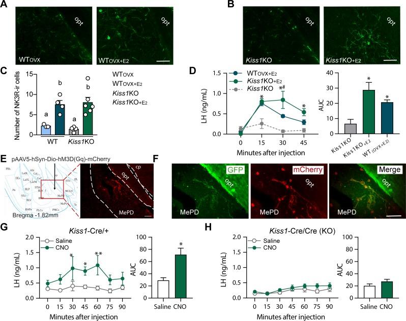 https://cdn.ncbi.nlm.nih.gov/pmc/blobs/b79c/6300354/edc62505a36e/elife-40476-fig4.jpg