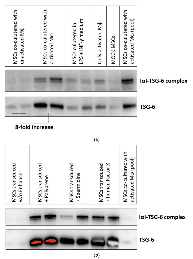 https://cdn.ncbi.nlm.nih.gov/pmc/blobs/b79c/8231506/f9f4dfaf181c/viruses-13-01136-g004.jpg