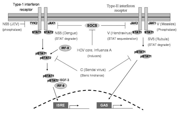 https://cdn.ncbi.nlm.nih.gov/pmc/blobs/b7a2/3956502/891b6b52592f/viru-5-270-g4.jpg