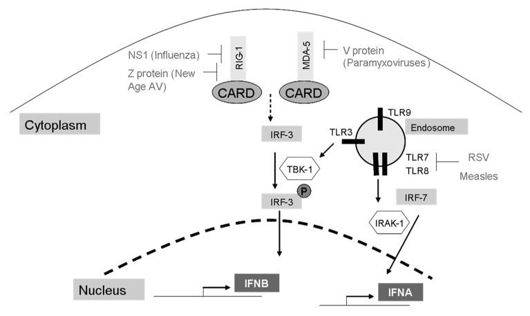 https://cdn.ncbi.nlm.nih.gov/pmc/blobs/b7a2/3956502/a9fb70623cce/viru-5-270-g2.jpg