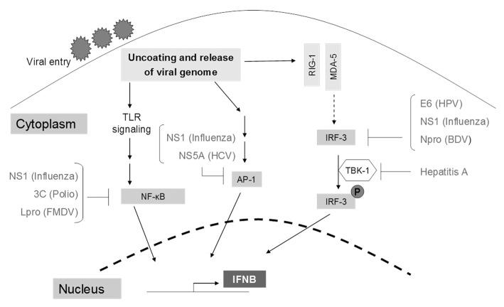 https://cdn.ncbi.nlm.nih.gov/pmc/blobs/b7a2/3956502/b30909aa4633/viru-5-270-g3.jpg
