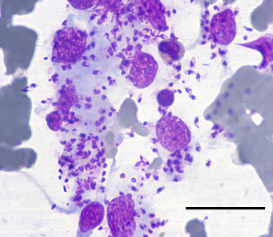 https://cdn.ncbi.nlm.nih.gov/pmc/blobs/b7a2/6434852/c8e829ef98b4/13071_2019_3388_Fig2_HTML.jpg