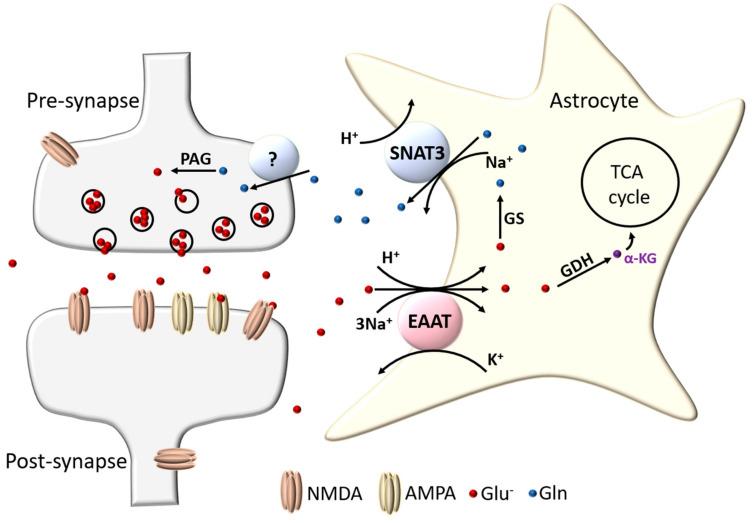 https://cdn.ncbi.nlm.nih.gov/pmc/blobs/b7a3/7766851/789449e88e39/ijms-21-09607-g001.jpg