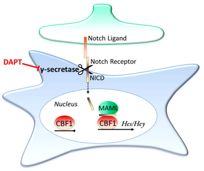 https://cdn.ncbi.nlm.nih.gov/pmc/blobs/b7a3/7766851/8797d2adb6d6/ijms-21-09607-g002.jpg