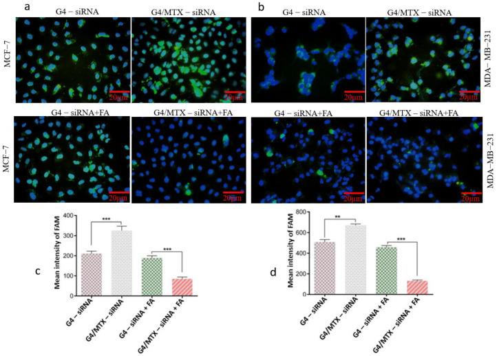 https://cdn.ncbi.nlm.nih.gov/pmc/blobs/b7a9/8303903/257a14fd3bdf/genes-12-01102-g003.jpg