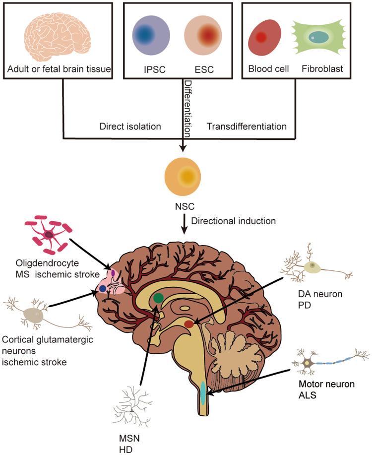 https://cdn.ncbi.nlm.nih.gov/pmc/blobs/b7aa/10314944/0a6c3e10a67a/41420_2023_1532_Fig1_HTML.jpg