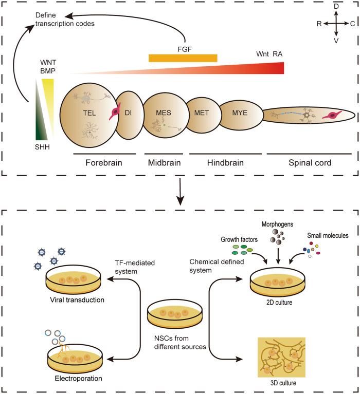 https://cdn.ncbi.nlm.nih.gov/pmc/blobs/b7aa/10314944/0adf1cfcfa7d/41420_2023_1532_Fig3_HTML.jpg