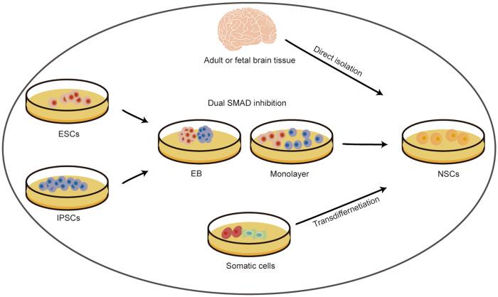 https://cdn.ncbi.nlm.nih.gov/pmc/blobs/b7aa/10314944/cc257b7810f7/41420_2023_1532_Fig2_HTML.jpg