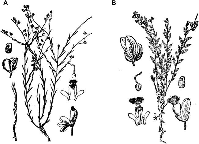 https://cdn.ncbi.nlm.nih.gov/pmc/blobs/b7ad/11169621/765cf70e80c4/fphar-15-1420853-g001.jpg