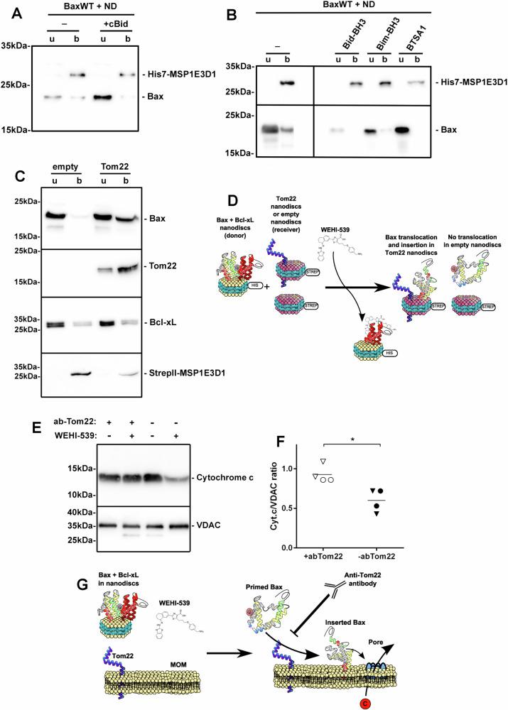 https://cdn.ncbi.nlm.nih.gov/pmc/blobs/b7ae/11266675/1db7978caaa6/41420_2024_2108_Fig3_HTML.jpg
