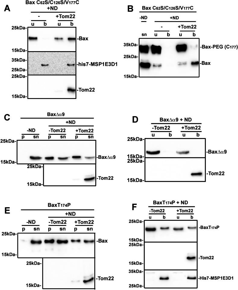 https://cdn.ncbi.nlm.nih.gov/pmc/blobs/b7ae/11266675/e59bfa409c4b/41420_2024_2108_Fig4_HTML.jpg