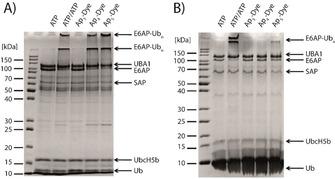 https://cdn.ncbi.nlm.nih.gov/pmc/blobs/b7ae/7317923/d16aa35a12c4/CHEM-26-6279-g004.jpg