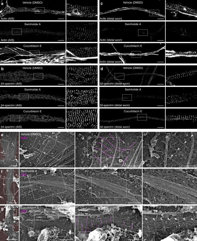 https://cdn.ncbi.nlm.nih.gov/pmc/blobs/b7b1/6925202/d18ae82a10cf/41467_2019_13835_Fig4_HTML.jpg